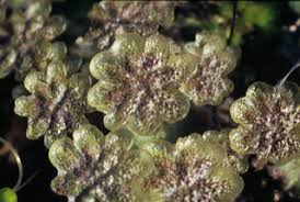 Chemical constituents of marchantia paleacea. Marchantia L 1753 Discover Life Mobile