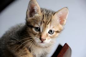 Como Cortar La Diarrea A Un Gato Pequeno Noti Gatos