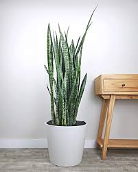 Image result for Sansevieria pedicellata