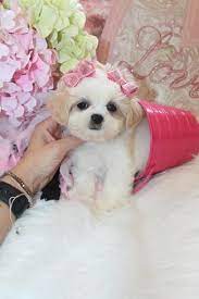 The shih tzu is an excellent companion for all generations. Shih Tzu Puppies Teacup Shih Tzu Shih Tzu For Sale Breeder Teacup Miniature Toy