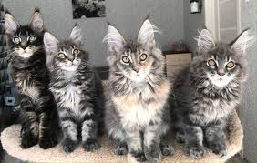 Parklands (7,735.06 mi) cape town, south africa, 8001. Maine Coon For Sale In The City Of Samara Russian Federation Price 268 Announcement 6928