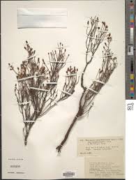 Image result for Erica mannii