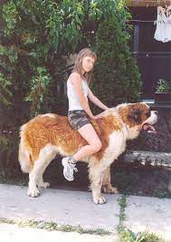 Dog riding vk ❤️ Best adult photos at hot.verigheteonline.ro