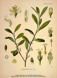 Image result for Erythroxylaceae