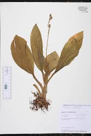 Image result for Liparis tridens