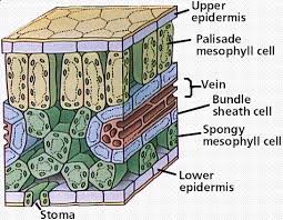 All organisms are made of cells gcse revision biology chemistry commerce statistics accountings business studies economics english geography history ict islamiyat mathematics physics. Plant Tissues Organisation Biology Gcse 9 1 Flashcards Quizlet