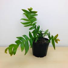 An epiphyllum plant should not be in direct sunlight. Fern Leaf Orchid Cactus Selenecerius Chrysocardium Greenhouse Co