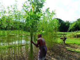 Image result for Corchorus olitorius