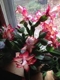 7 days usually, sometime sooner. Ramblin With Am Desert Rose Plant Christmas Plants Christmas Cactus Care