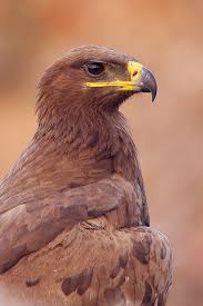The Chocolate King Steppe Eagle Pet Birds Wild Birds Beautiful Birds