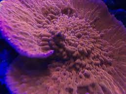 Slow Burn Montipora Slow Burn Burns Coral