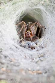 Black And White Jumping Spider Texas Labyrinth Spider Agelena Labyrinthica Waiting In Funnel Web For Prey Austrian Alps Austria Spider Spiders Scary Spider Art