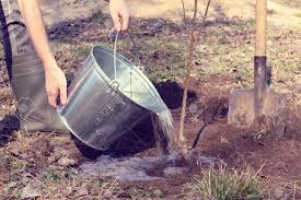 We did not find results for: Gardener Watering A Young Seedling Of Fruit Tree After Planting Spring Works In The Garden Stock Photo Picture And Royalty Free Image Image 76415409