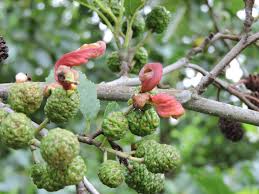 Image result for Tinnea galpinii