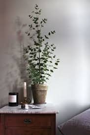 The smaller species of the eucalyptus trees are ideal for indoor due to medicinal and decorative properties. Can Eucalyptus Be Grown Indoors Potted Eucalyptus Trees For The Home Plants Indoor Plants House Plants