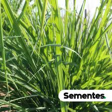 Image result for Andropogon fastigiatus