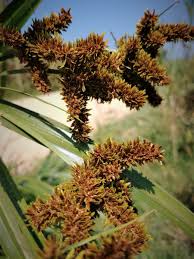 Image result for Cyperus dives