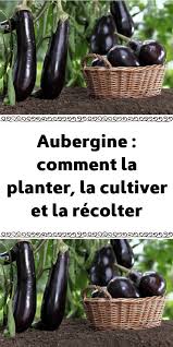 Aubergine Comment La Planter La Cultiver Et La Recolter Potager Facile Jardinage En Serre Jardinage Potager