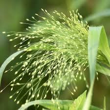 Image result for Panicum schinzii