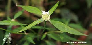 Image result for Spermacoce princeae