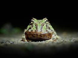 Image result for Artabotrys stolzii