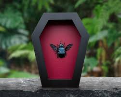 Real Framed Bee