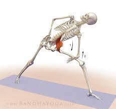 The Psoas Awakening Series Synergistically Combines The Standing Poses To Awaken Standing Poses Yoga Anatomy Bandha Yoga