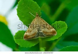Image result for Pyrausta despicata
