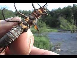 Fly Hatches In New York States Adirondack Mountains