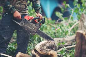 How Professional Tree Removal Improves Property Value Before Construction |  Colorado Tree Spade | Large Tree Moving and Transplanting
