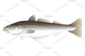 Pollock Fish Fish Illustration Fish Pollock