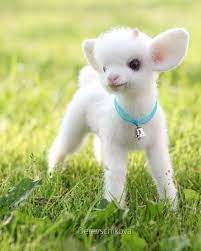 Surprise Eggs Farm Animals Toys With Funny Animal Sounds Horse Cow Pig Sheep Dog Animal Animals Baby Animals Pictures Baby Animals Funny Fluffy Animals