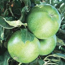 You're currently reading page 1; Gurney S Double Delicious 2 In 1 Apple Tree Fruit Trees