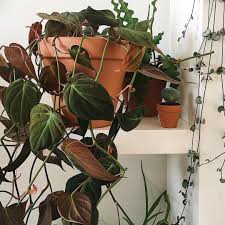 Philodendron Hederaceum Micans Indoor Plants Planting Flowers Plants