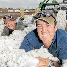 Record cotton harvest