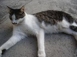 Kedi Nezlesi Belirtileri Ve Tedavisi Kediler Gen Tr