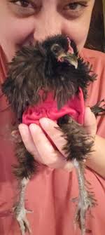 Advice for overweight meat chicken cross?