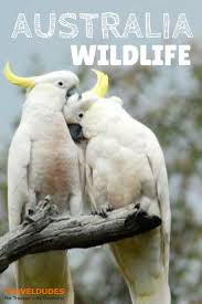 About Aussie Wildlife Wildlife Travel Oceania Travel Aussie
