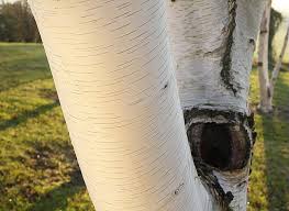 Bouturage Du Bouleau Blanc Bouleau Blanc Bouleau Arbre De Jardin