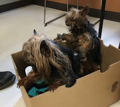 Maltese puppies for adoption, these tiny puppies are ton of fun in a small package! Ohs Offers 1 000 Reward In Case Of Abandoned Neglected Dogs Oregon Humane Society