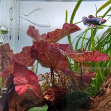 Image result for Stylochaeton puberulus