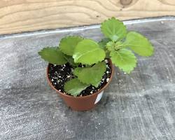 Image of Plectranthus australis plant