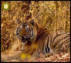 New Big Male Tiger Of Bandhavgarh Photo Courtesy Aman Sohi Bandhavgarhnationalpark Tiger Pictures Animals Beautiful Big Cats