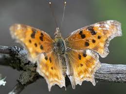 Maybe you would like to learn more about one of these? Anglewing Butterflies