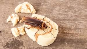 We did not find results for: Apa Makanan Kesukaan Kecoa Di Rumah Anda Rentokil Indonesia