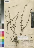 Image result for Tinnea galpinii