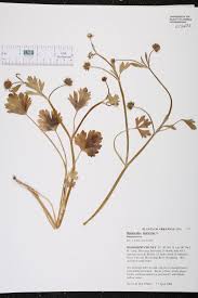 Image result for Pycreus muricatus