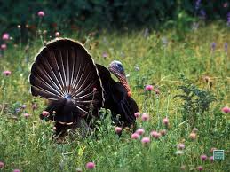 Wild Turkey Desktop Backgrounds Wildlife photography is not for everyone. texas parks and wildlife texas gov