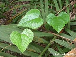 Image result for Ampelocissus