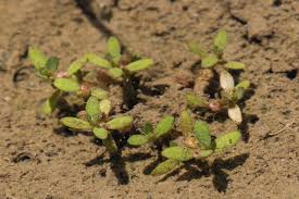 Image result for Elatine